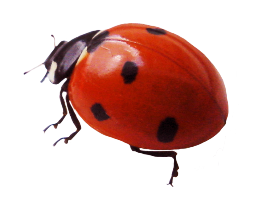 Ladybird Beetle PNG Image Free Download