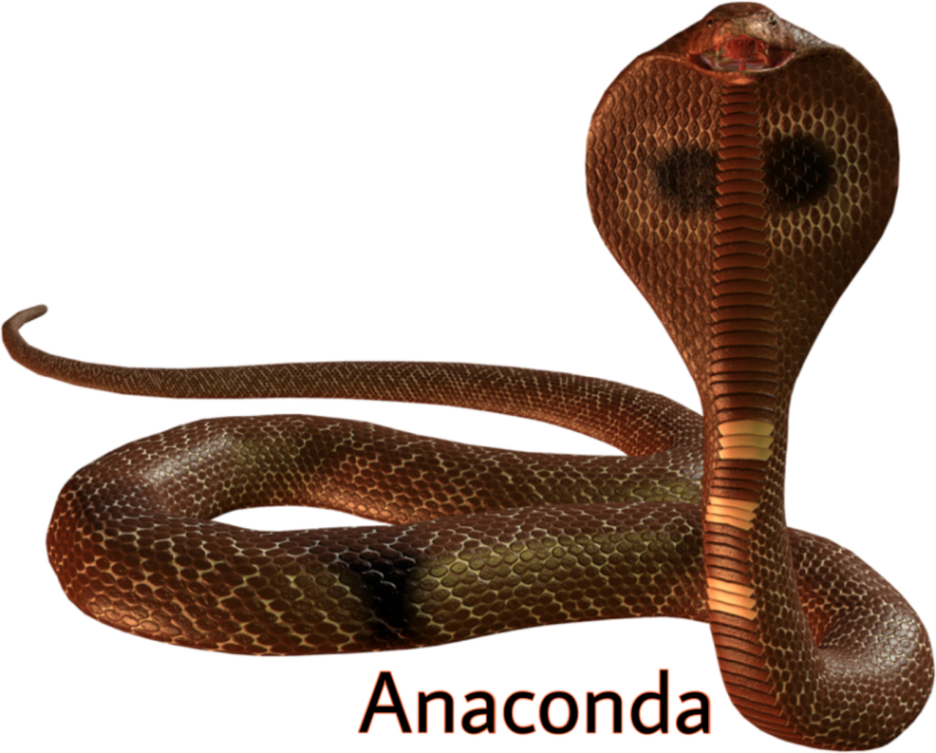 Anaconda Illustration Stock Image PNG Free Download