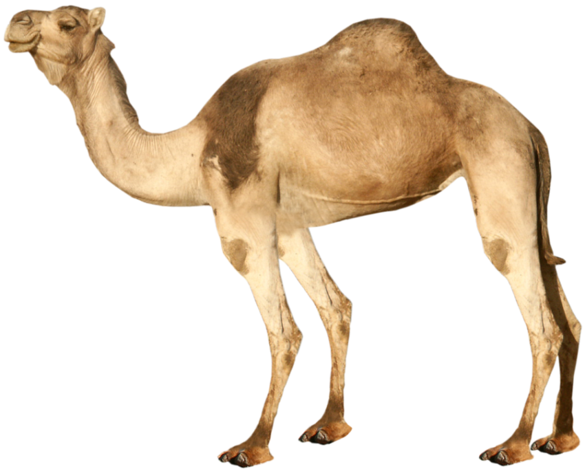 Camel png free download in sun light