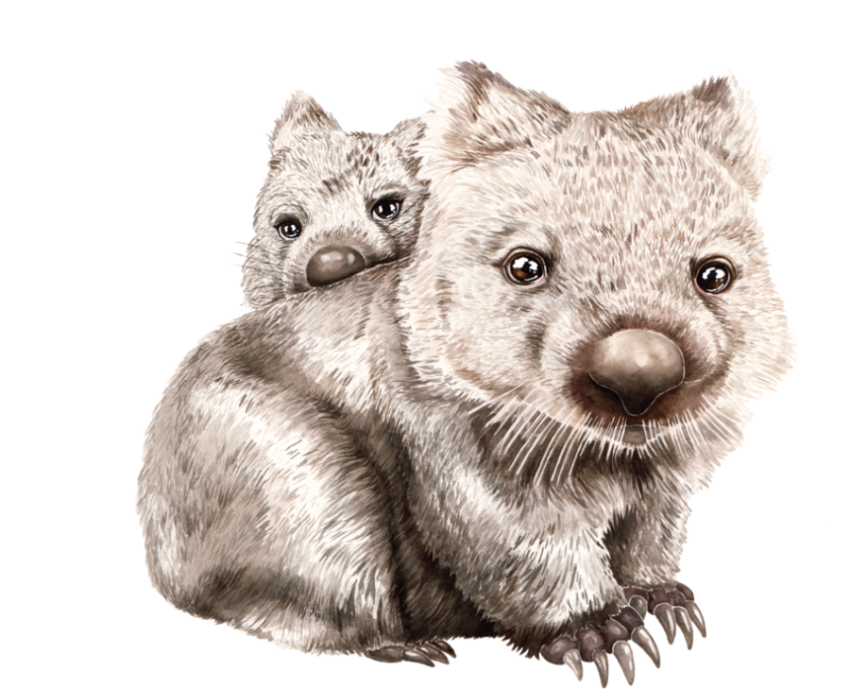 Wombat PNG Vector ,PSD, Clipart IMG