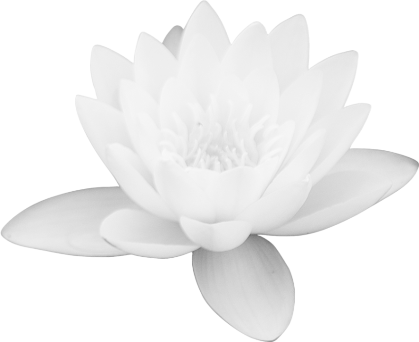 Beautiful White Lotus Flower PNG Image Free Download