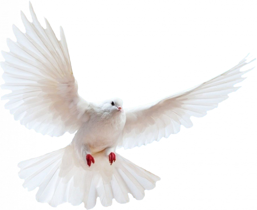 White Flying Birds PNG Image  Free Download - iStock Birds Photo - Transparent White Flying Pigeons PNG Free