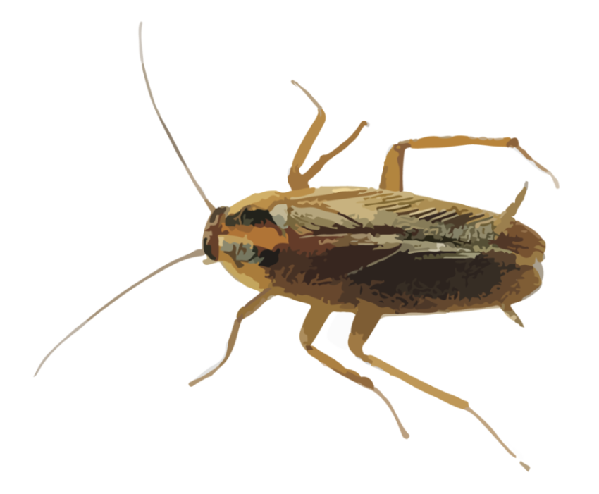 Escape The Cockroach PNG Material Mammal Animated Animal Free Transparent Download