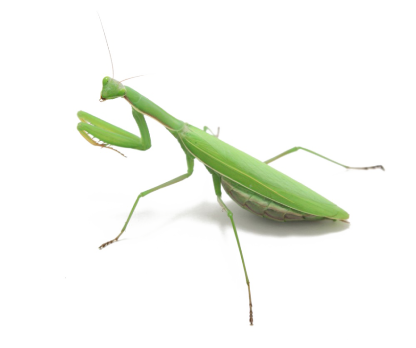 Mantis Religiosa Animals PNG Picture Free Stock Clipart Ai PNG Image Free Download