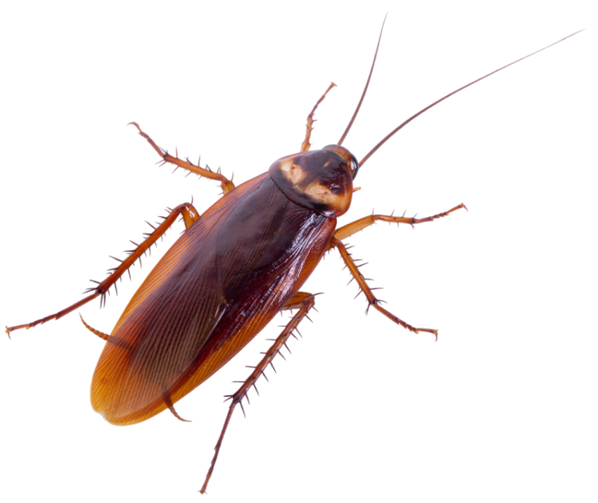 American Cockroach PNG Photo Transparent Free Download