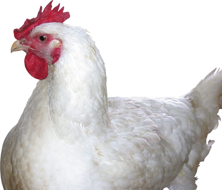 White hen sit chicken PNG free download