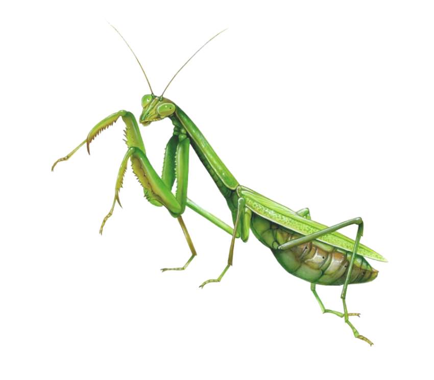 Illustration European Green Praying Mantis PNG Picture Free Download