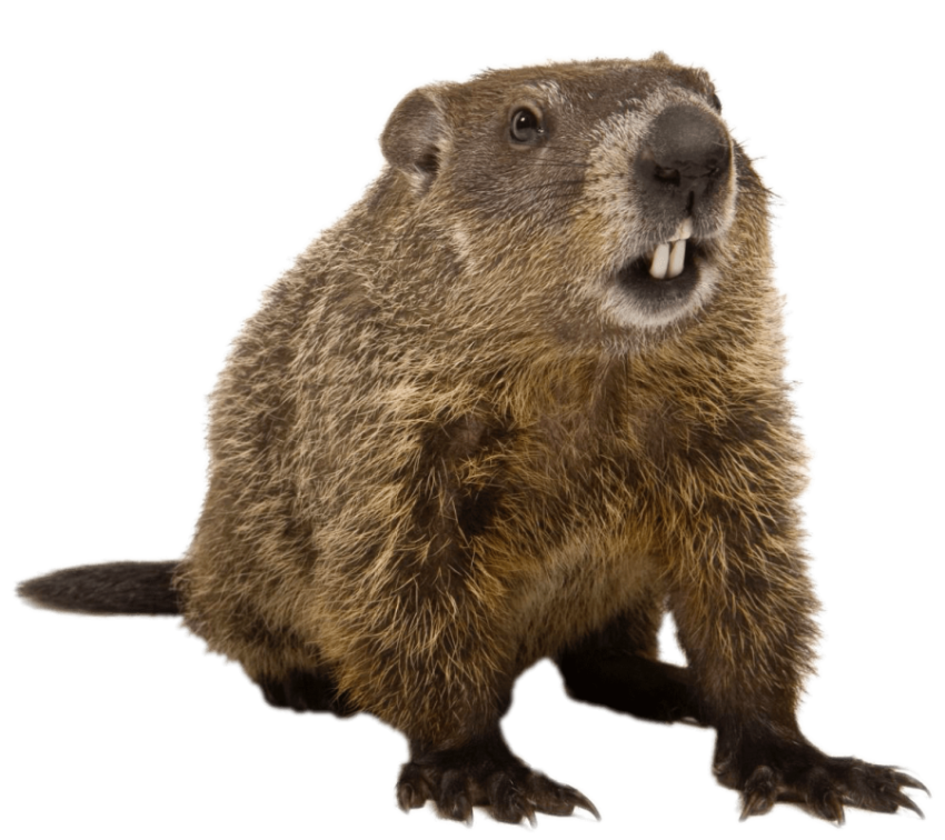 Groundhog PNG Image Wallpaper Free Download