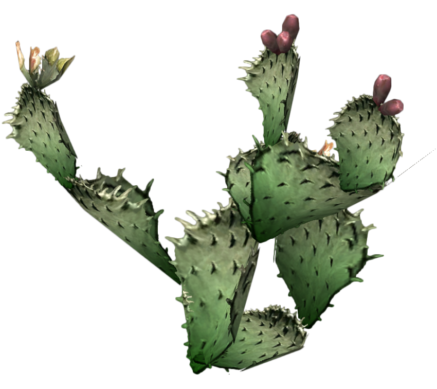 Cactus Mexicon PNG Picture Free Download