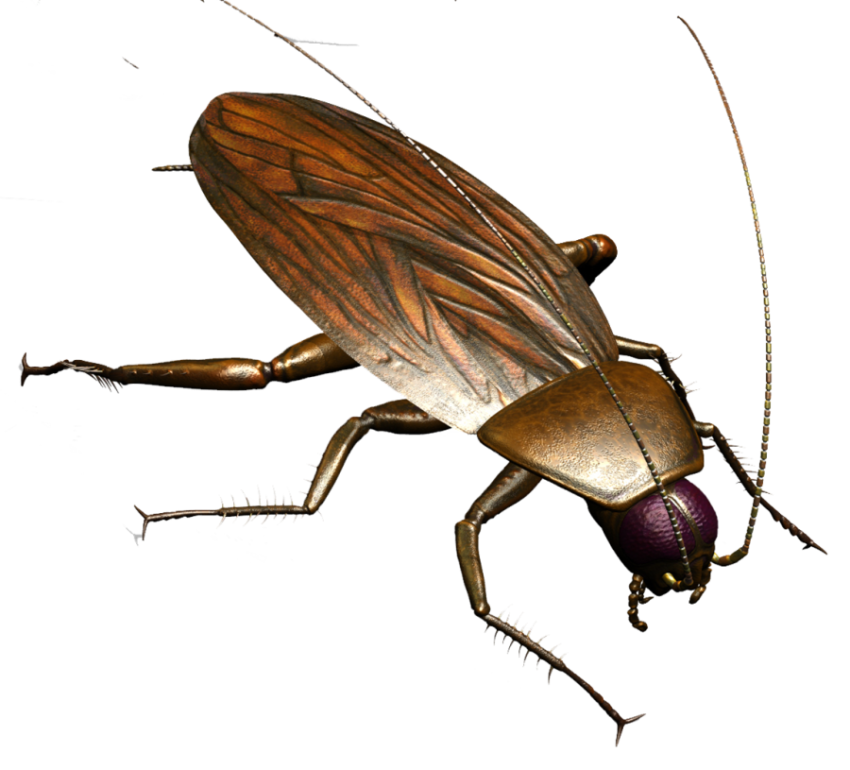 Visual Arts Craft Supplies Cockroach PNG Free Transparent Download