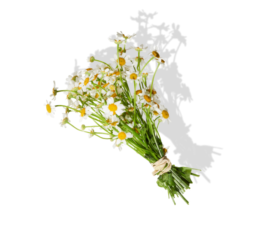 HD Illustration & Silhouette German Chamomile Flower Bokky PNG Image Free Transparent Background