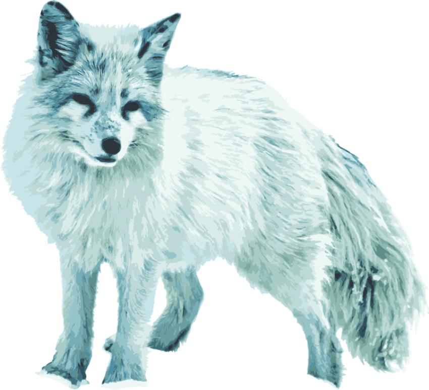 Fox Drawing Arctic Fox, Red Fox Animal Wildlife Transparent PNG Image