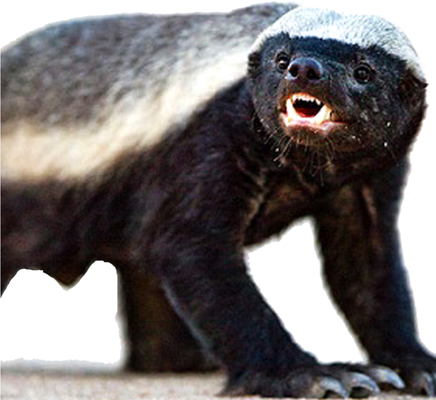 Black And White Badger Transparent Background PNG Clipart Free Download