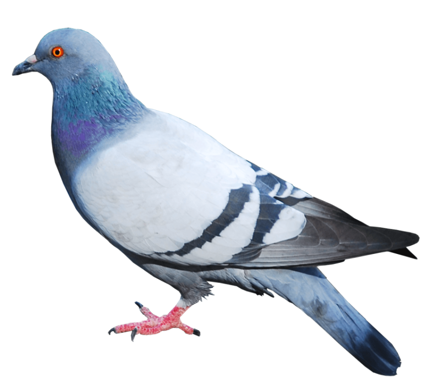 Dove PNG Clipart On Transparent Background