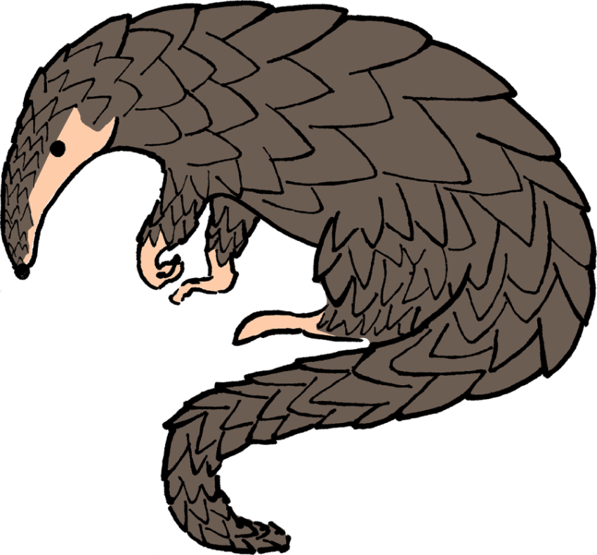 Vector PSD Graphic Design On Pangolin PNG Animal Free Download