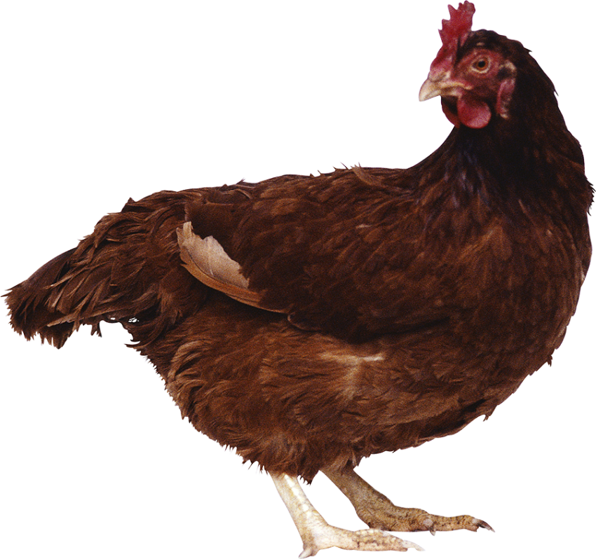 Dark brown hen chicken PNG free download