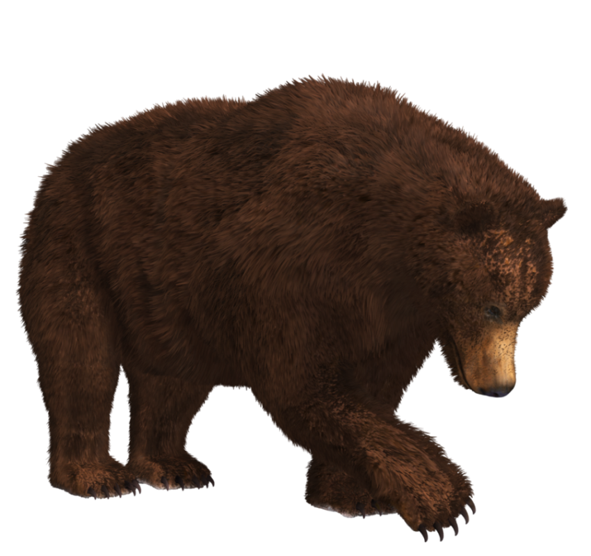 Animated Free Bear PNG ImageFree Transparent background