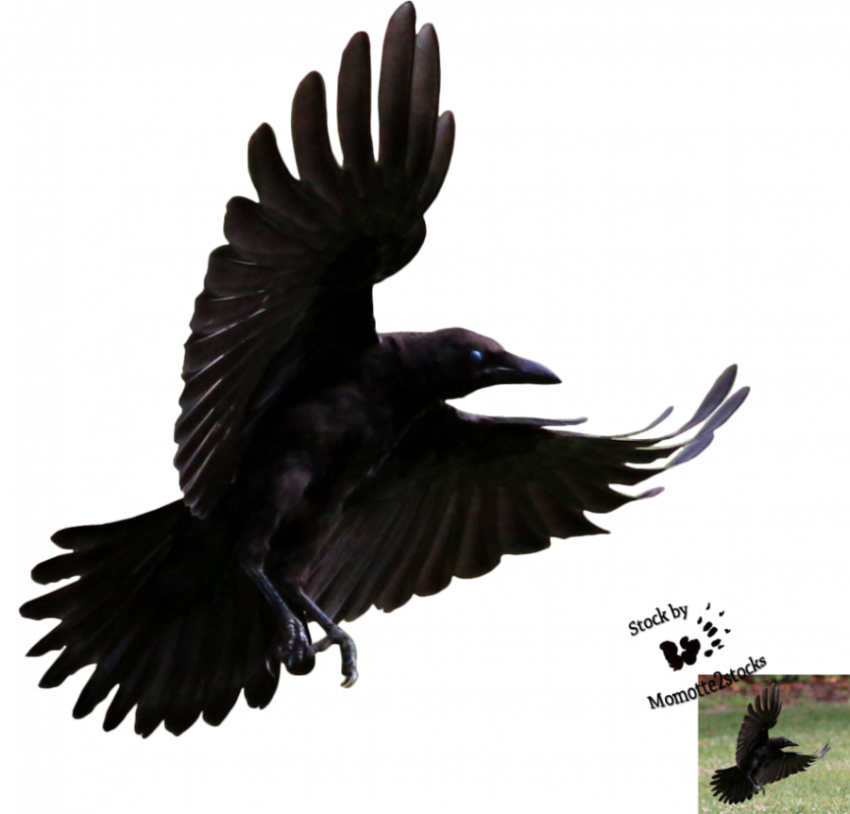 Download Black Bird Transparent Background PNG - Free PNG Image