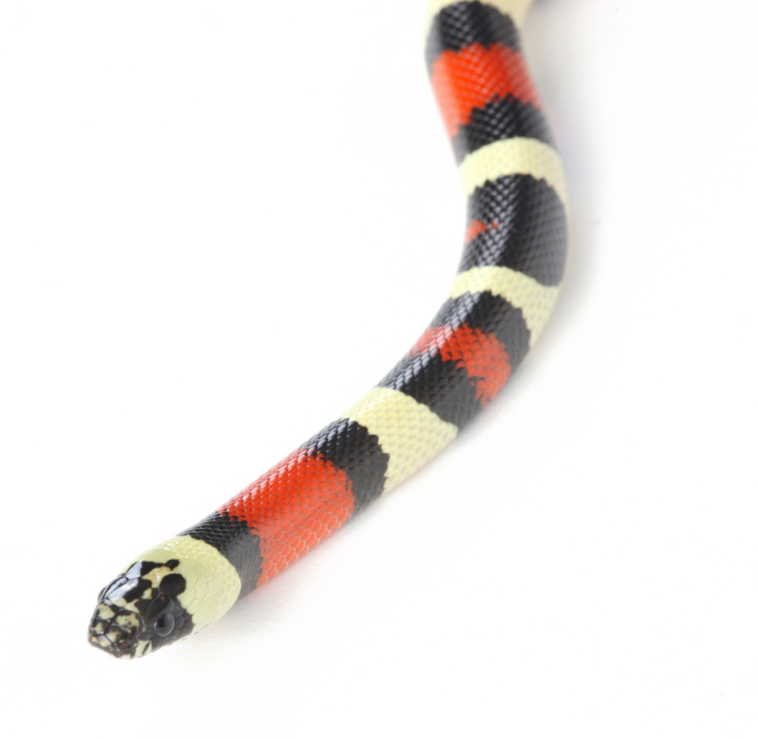 Mole Kingsnake PNG Image Free Download