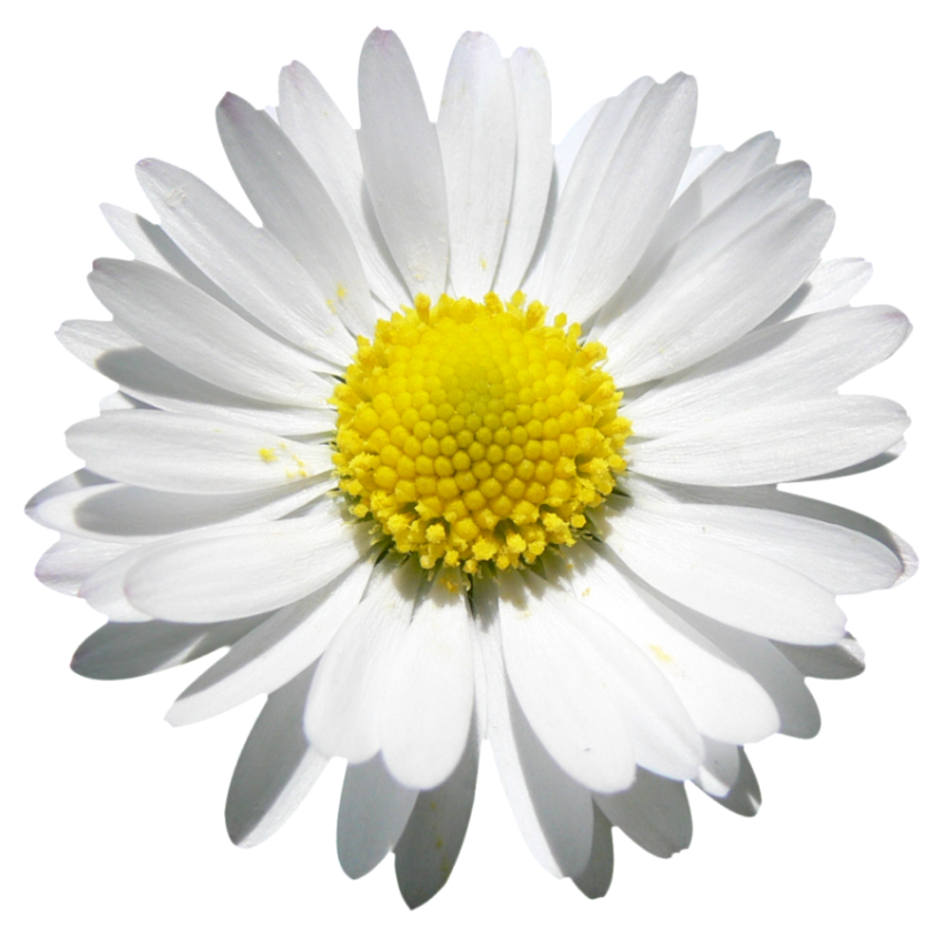 Isolated White Chamomile Flower Icon PNG Transparent Background Free download