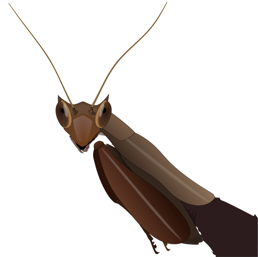 HD Clipart Spore Mantis PNG Animal Free Transparent Download image