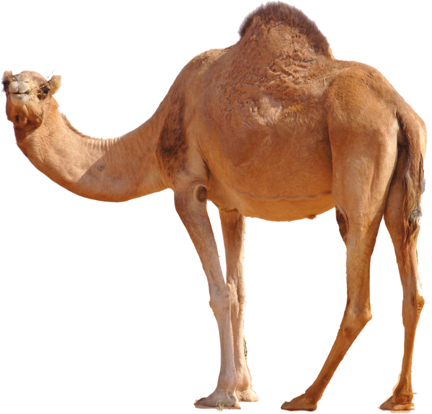 Camel png free download back side pose