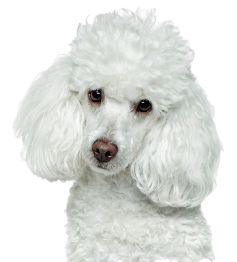 White Cute Poodle PNG Photo with no Background