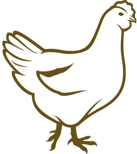 Drawing Picture of Hen- Chicken ClipArt Logo