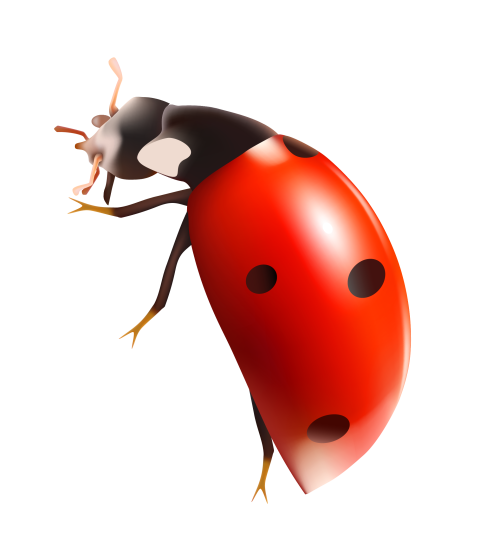 Insect Clip Art Ladybird Beetle PNG Free Transparent Background