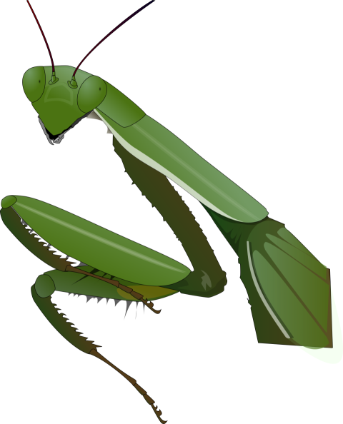 Illustration Swell Reptile Mantis Animal Icon PNG Image On Transparent Free download