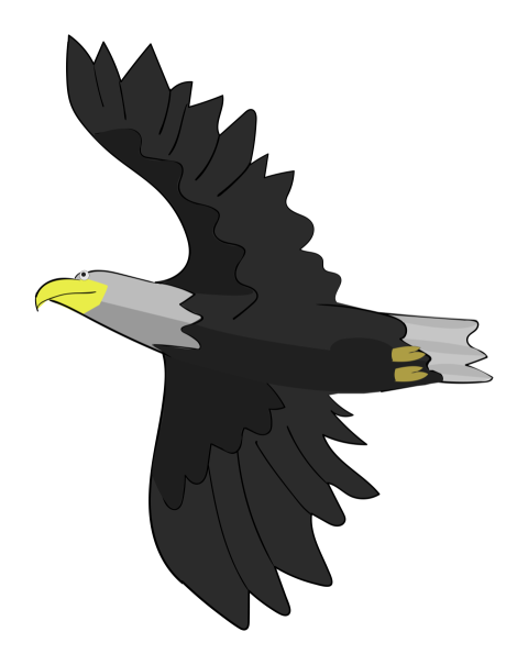 Eagle birds raptor wing PNG Free Download
