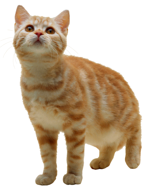 Cute Kitten on Transparent PNG Image