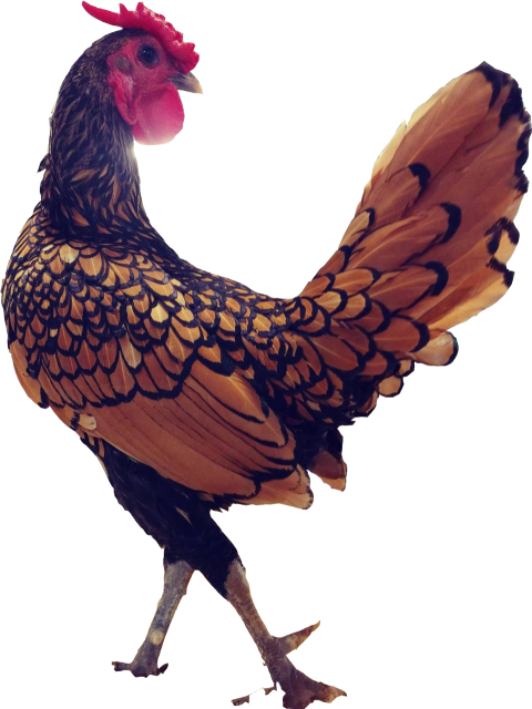 HD Rooster PNG Transparent Chicken Hen Image