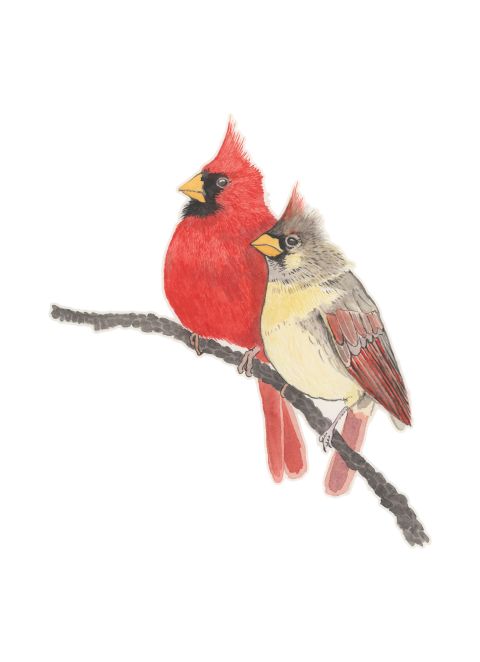 Female Cardinal Pied Northern Cardinal PNG Darwing Free Download