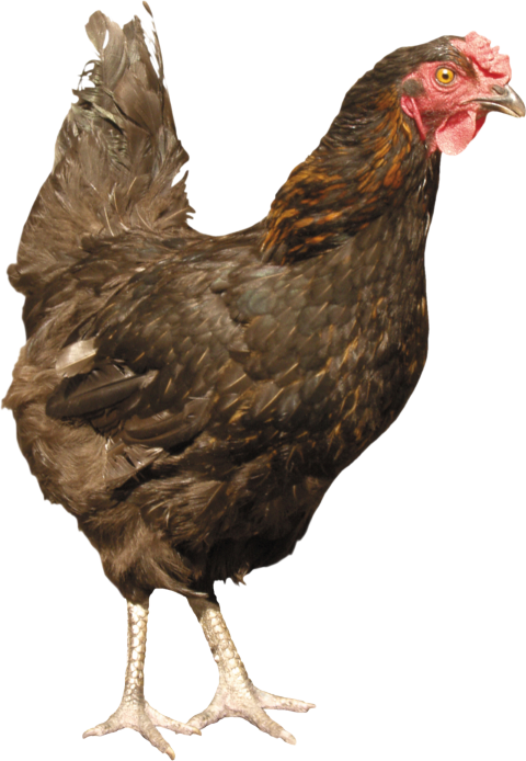 Rooster isolated on a transparent background PNG Image