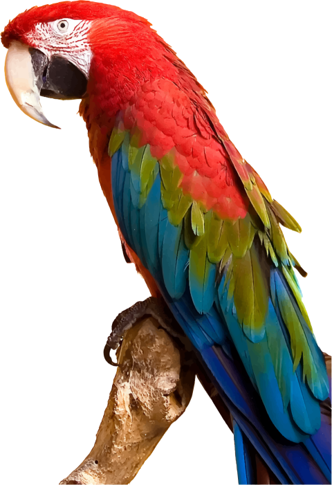 Parrot Macaw PNG Image Background Free