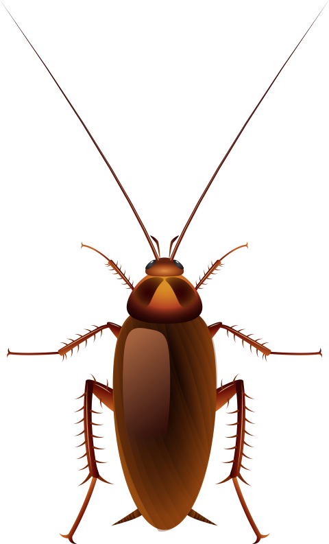 Premium Vector Roach On Transparent Image PNG Free Download