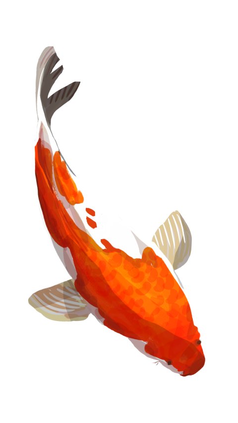 Koi fortune fish lucky fish PNG free download