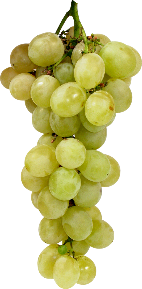 Download Free Grapes Juicy Clipart Fruit PNG Free Download