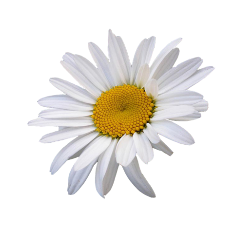 Sillhouette Lovely Chamomile PNG Flower Daisy Icon PNG Free download