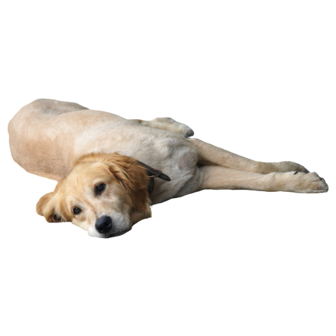 A lying pet dog PNG Download