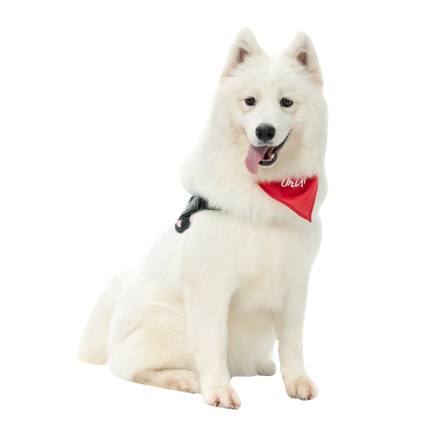 Cute samoyed pet dog PNG Free Download