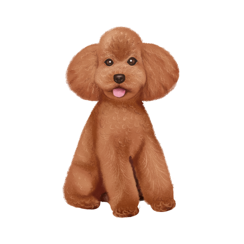 Dog pet dog poodle cute PNG free Download