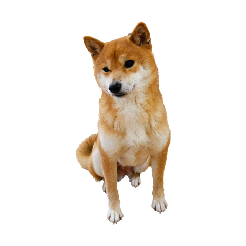 Furry dog Free Download PNG