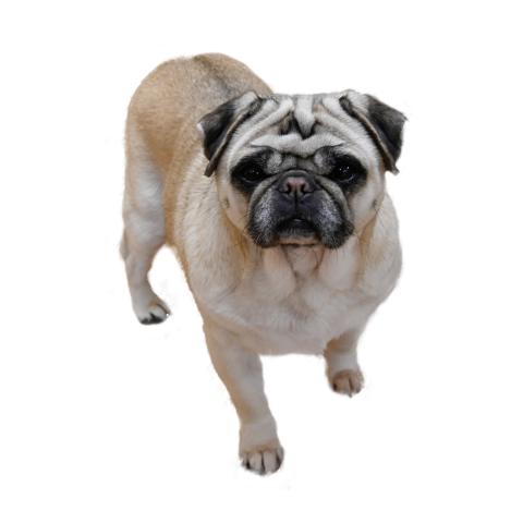 Papani pet dog standing PNG Free Download