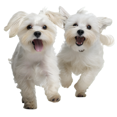 Two cute white pet maltese PNG Free Download