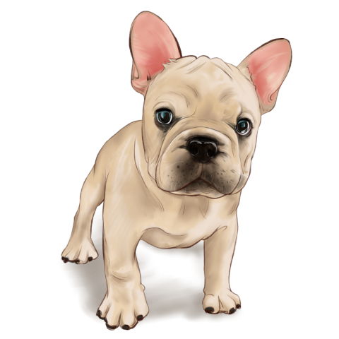 Hand drawn realistic cute pet PNG Free Image
