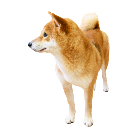 Golden fluff dog Free PNG image