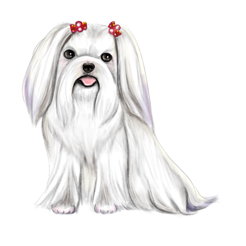Maltese dog illustration  PNG Free Download