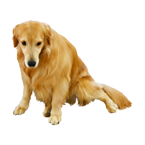 Master is a golden dog Download Free PNG